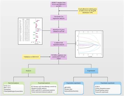 A predictive model of immune infiltration and prognosis of head and neck squamous cell carcinoma based on cell adhesion-related genes: including molecular biological validation